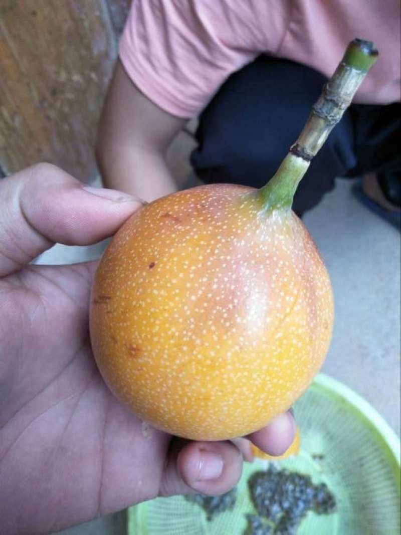 哥伦比亚黄金百香果种苗10~20cm