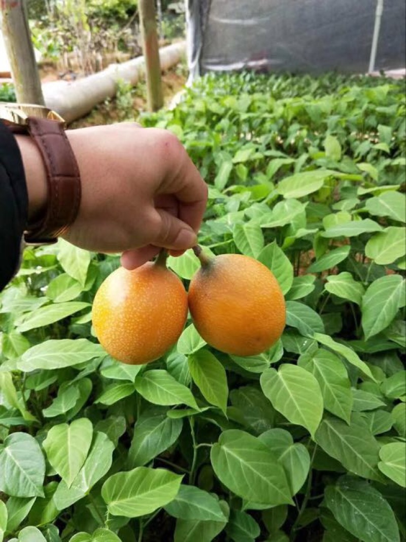 哥伦比亚黄金百香果种苗10~20cm
