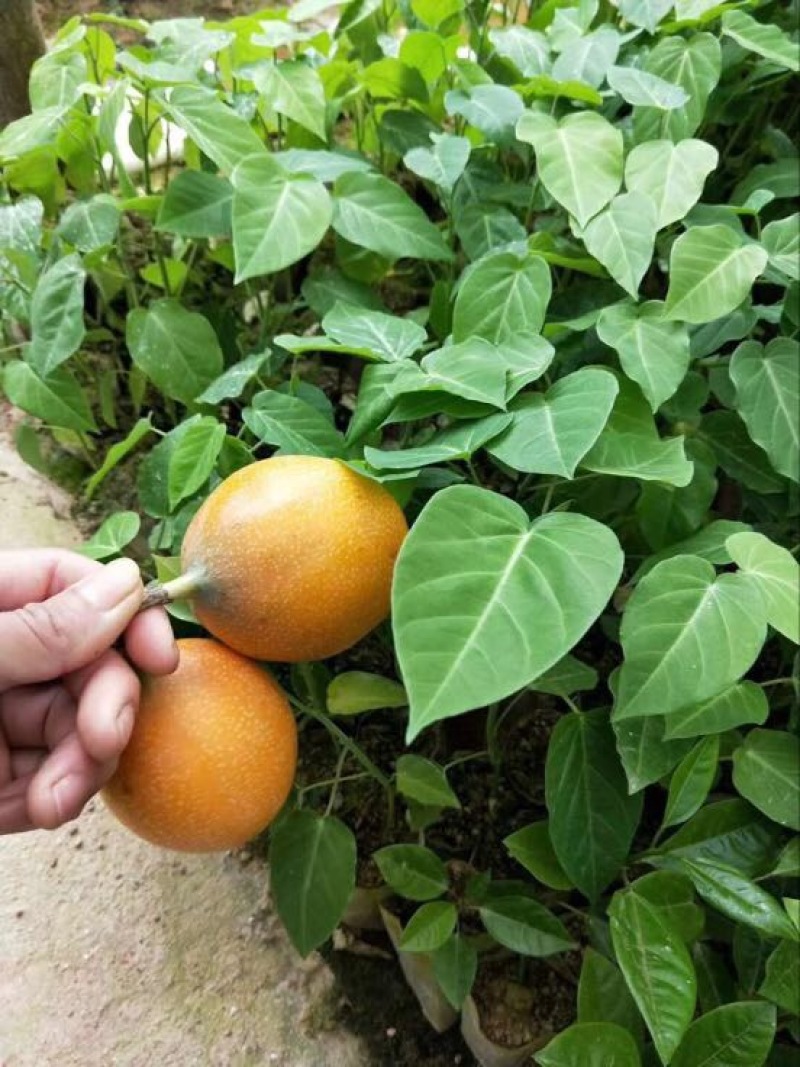 哥伦比亚黄金百香果种苗10~20cm