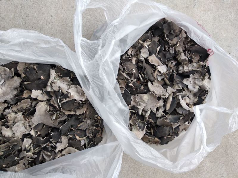 石耳