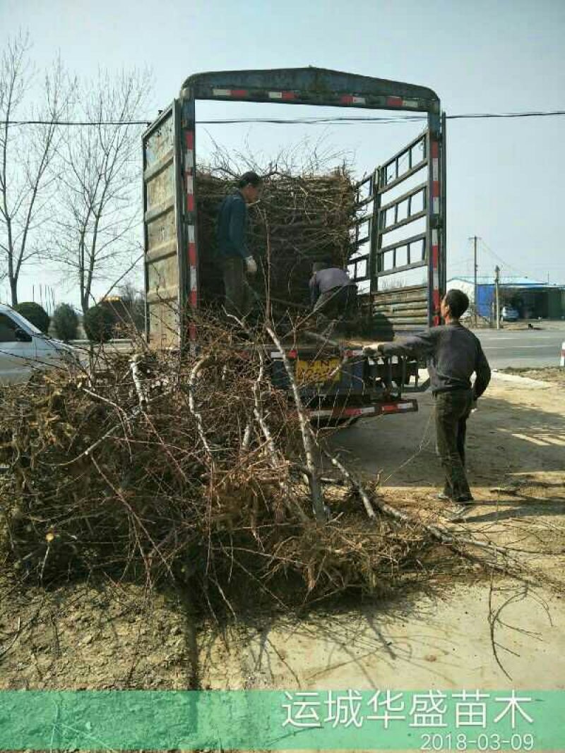 占地桃树桃树