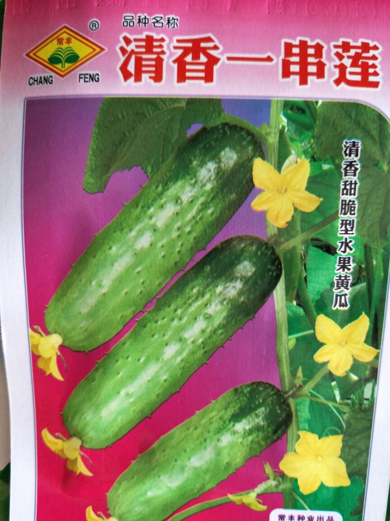 黄瓜种子95%以上