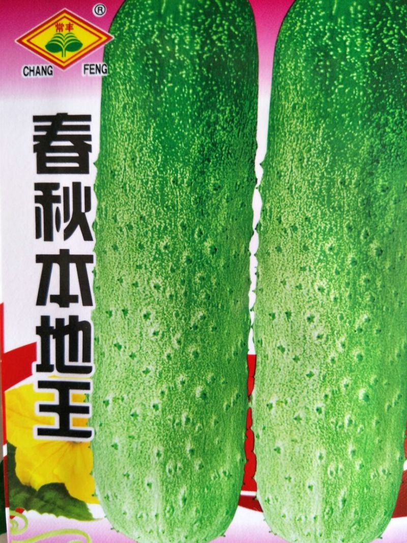 黄瓜种子95%以上