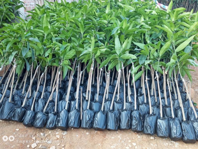 芒果苗1m以下