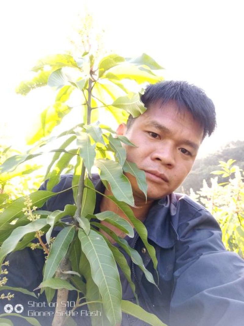 芒果苗1m以下