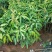 芒果苗1m以下