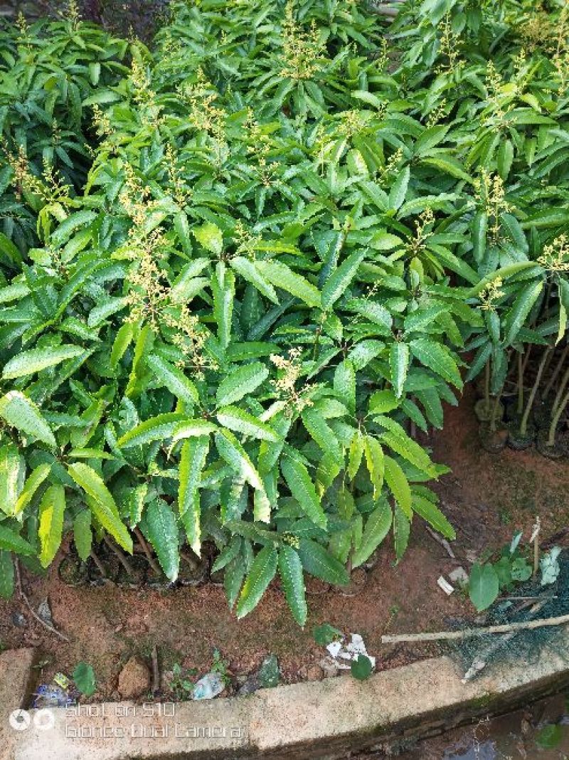 芒果苗1m以下