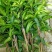 芒果苗1m以下