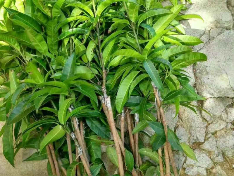 芒果苗1m以下