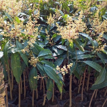 芒果苗1m以下