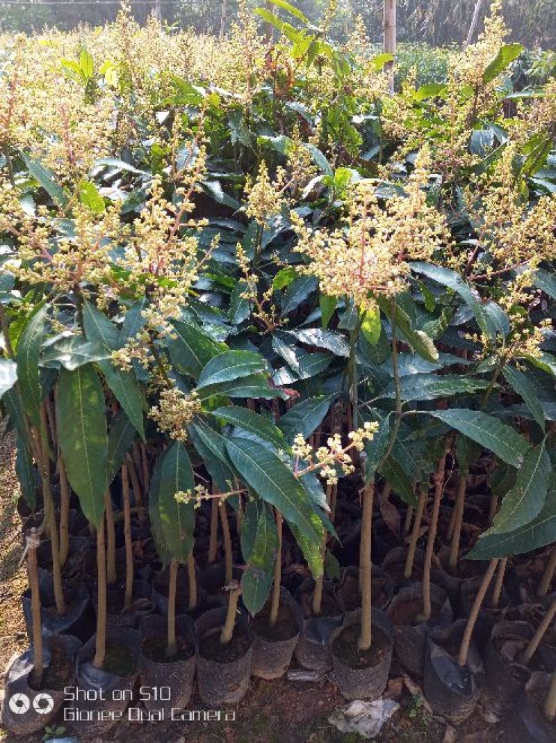 芒果苗1m以下
