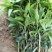 芒果苗1m以下