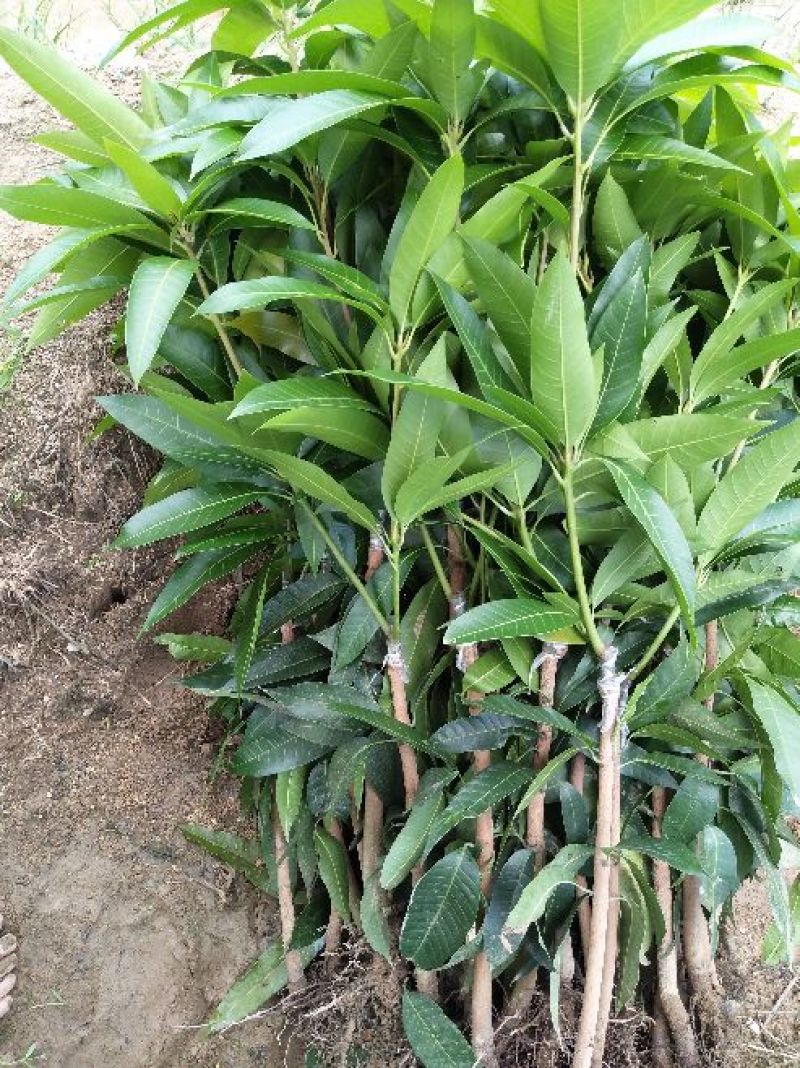 芒果苗1m以下