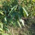 芒果苗1m以下