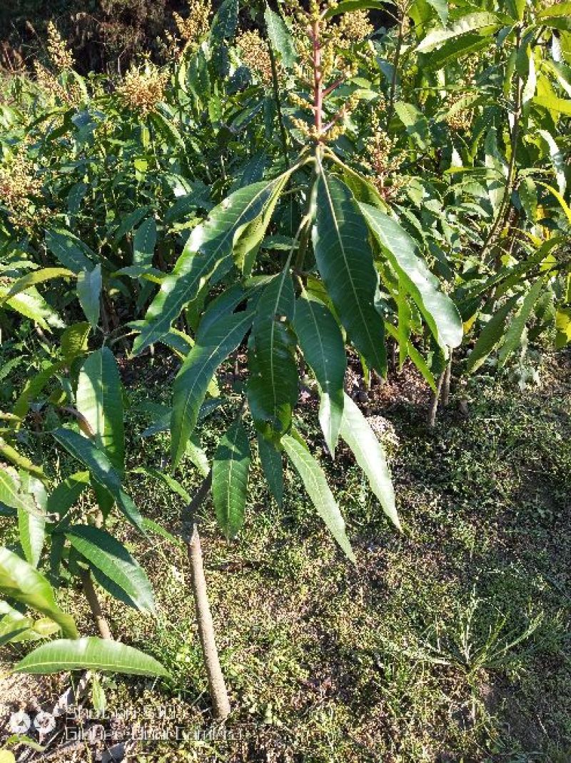 芒果苗1m以下