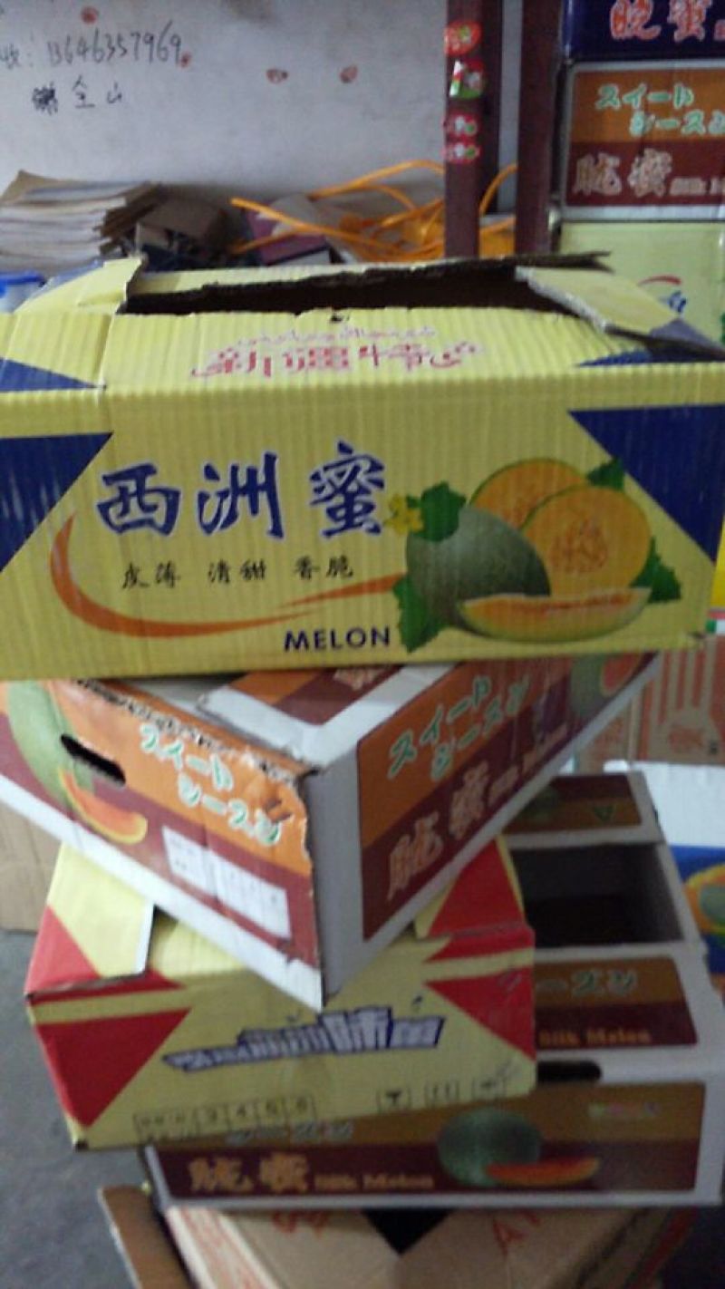 西州蜜瓜(哈密瓜)个头均匀3斤以上长圆形