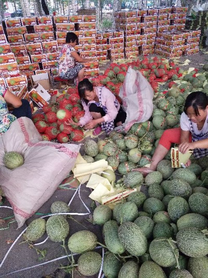 西州蜜瓜(哈密瓜)个头均匀3斤以上长圆形