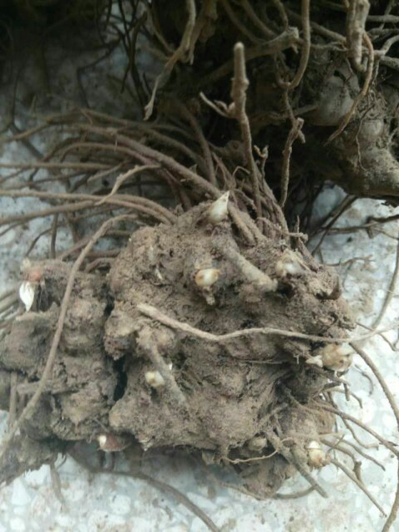 苍术种苗，苍术种。。