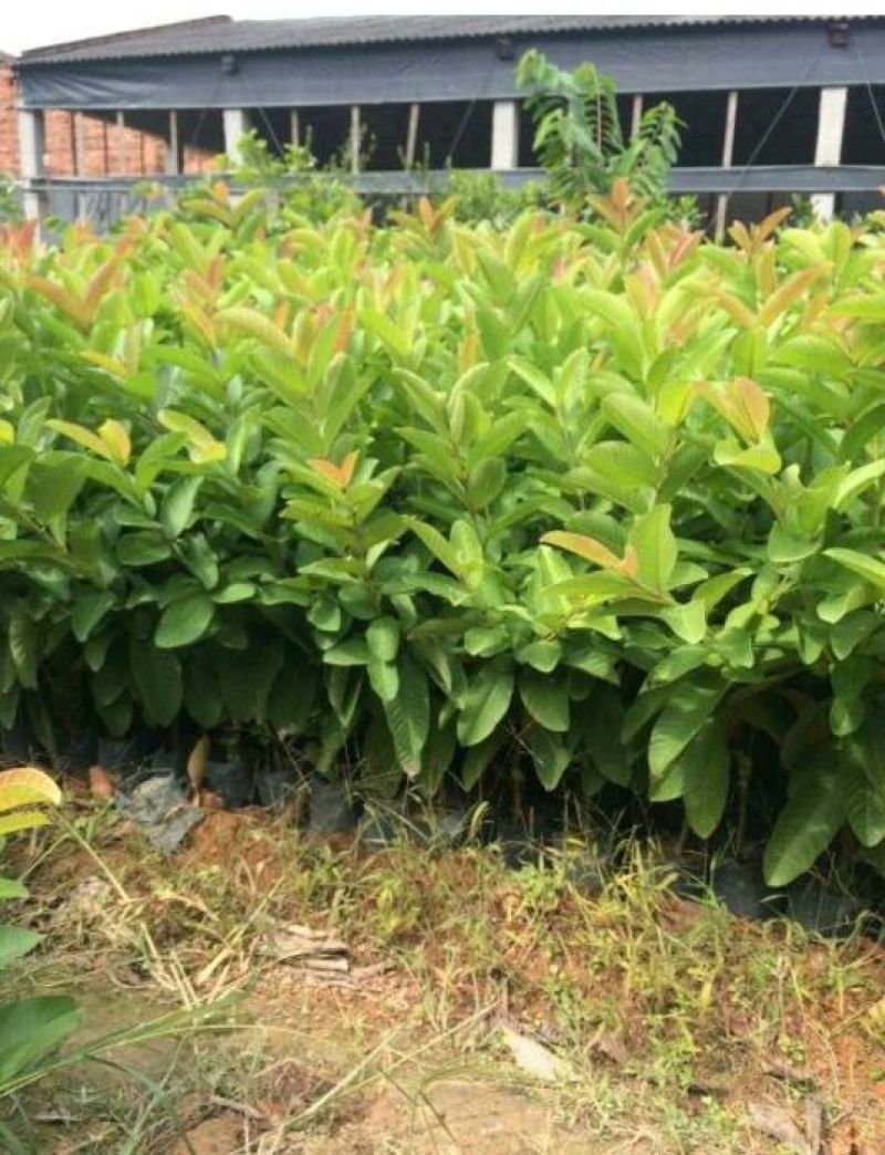 台湾红心番石榴苗30~50cm