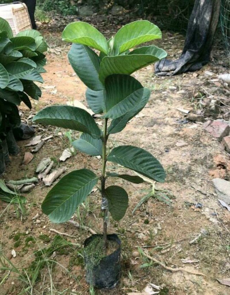 台湾红心番石榴苗30~50cm