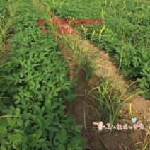 黄花菜种苗20~30cm
