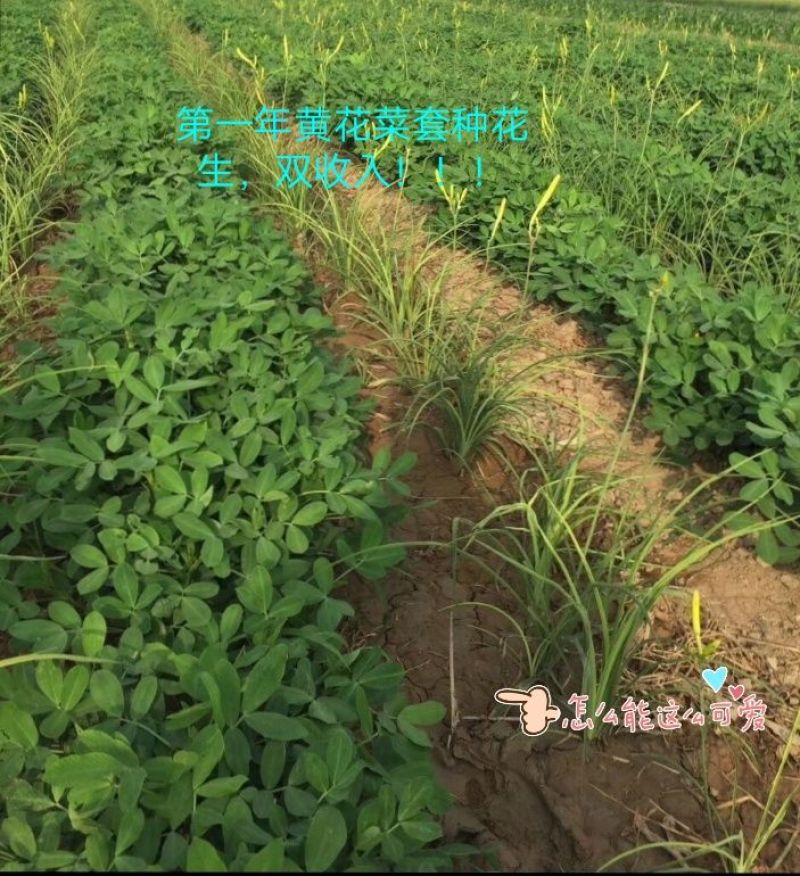 黄花菜种苗10~20cm