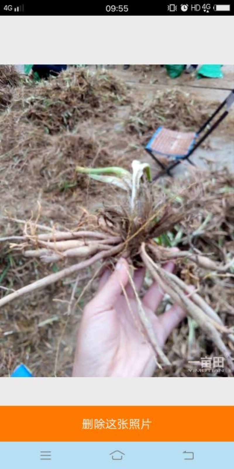 黄花菜种苗20~30cm