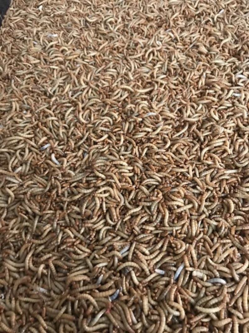 黄粉虫饲料