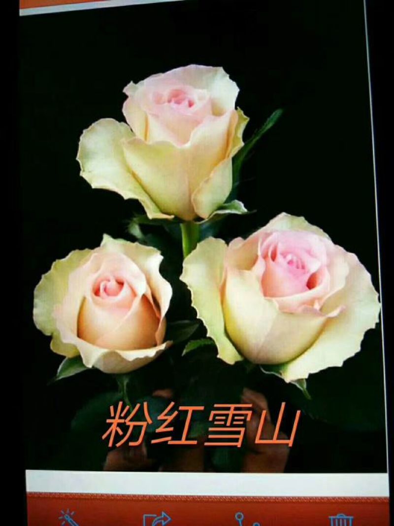 月季苗10~20cm