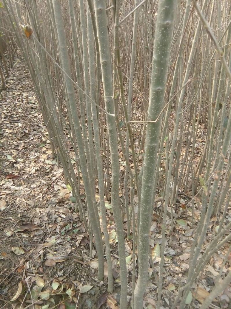 大叶女贞4cm以下