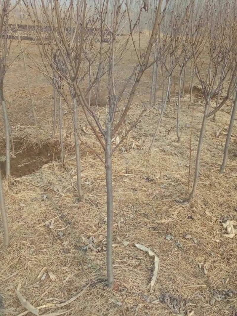 早樱樱花4cm以下