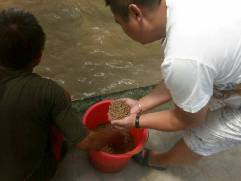 黑水虻幼虫{活幼虫}