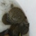 甲鱼苗中华鳖、黄沙鳖水鱼苗，优质品种，值得信赖