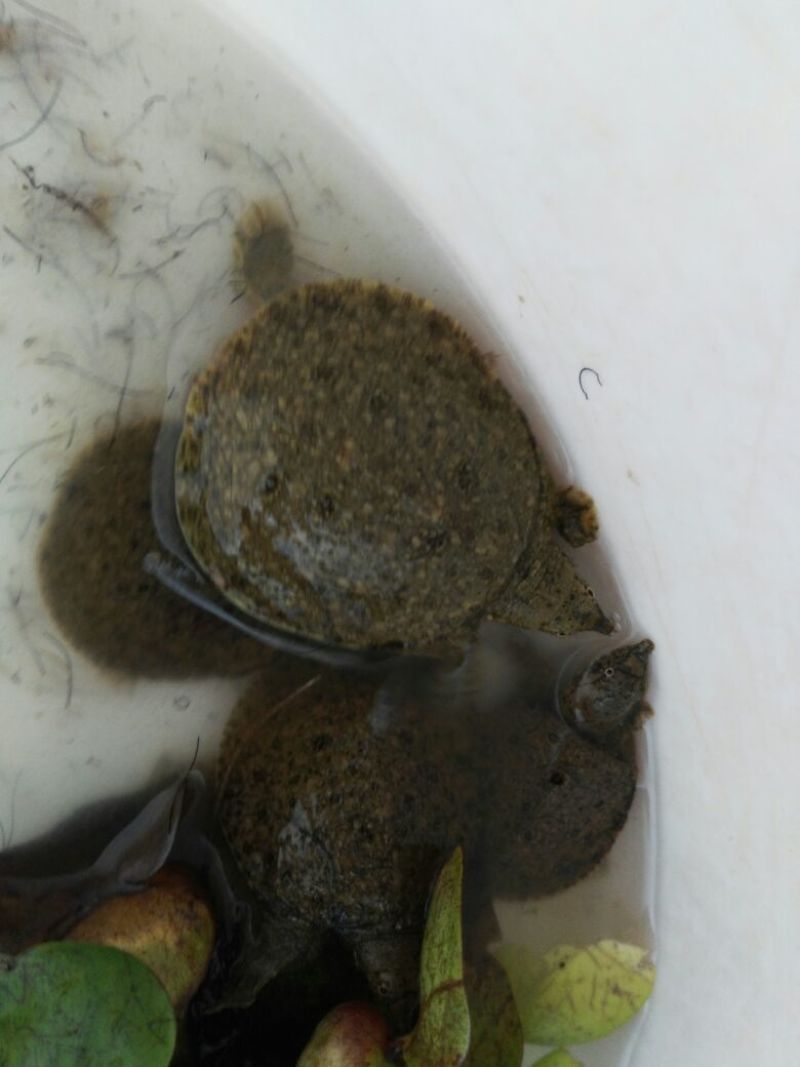 甲鱼苗中华鳖、黄沙鳖水鱼苗，优质品种，值得信赖