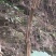 四川深山野生多年生三叶木通