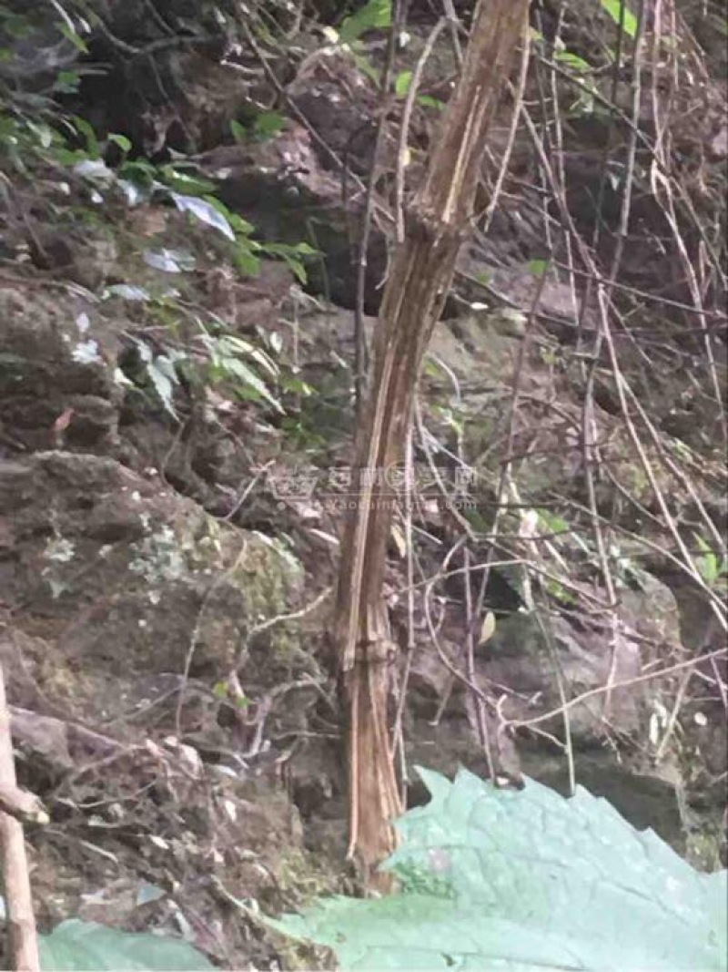 四川深山野生多年生三叶木通