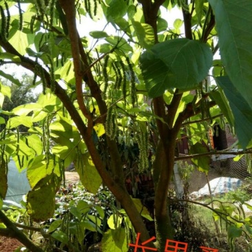 长果桑树苗40~50cm