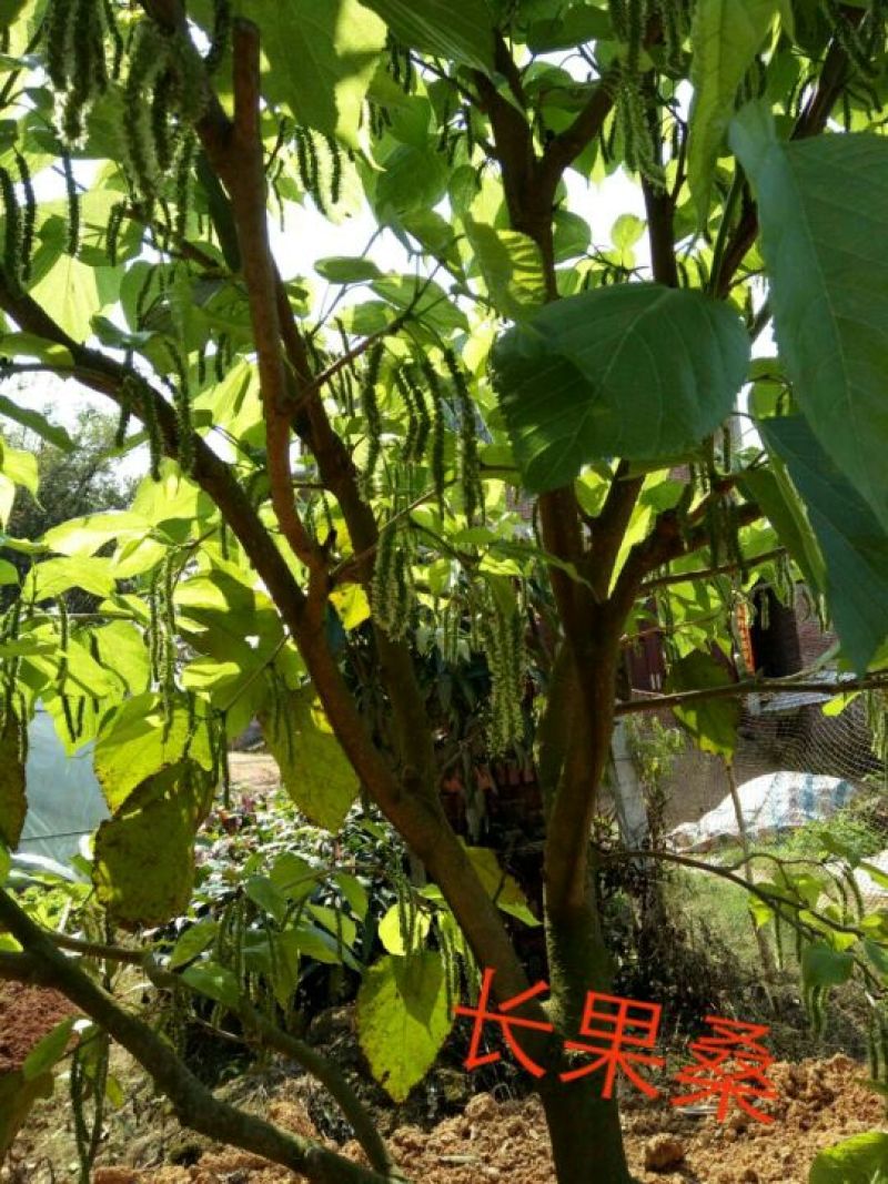 长果桑树苗40~50cm