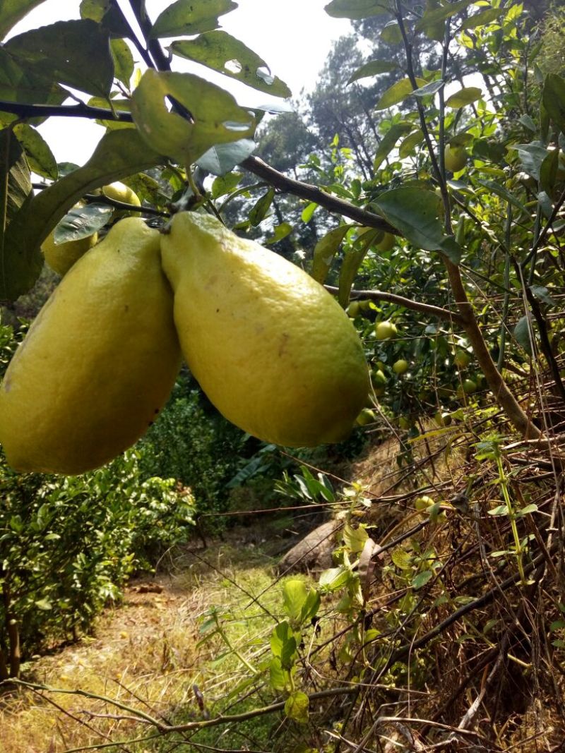 香水柠檬树苗30~50cm