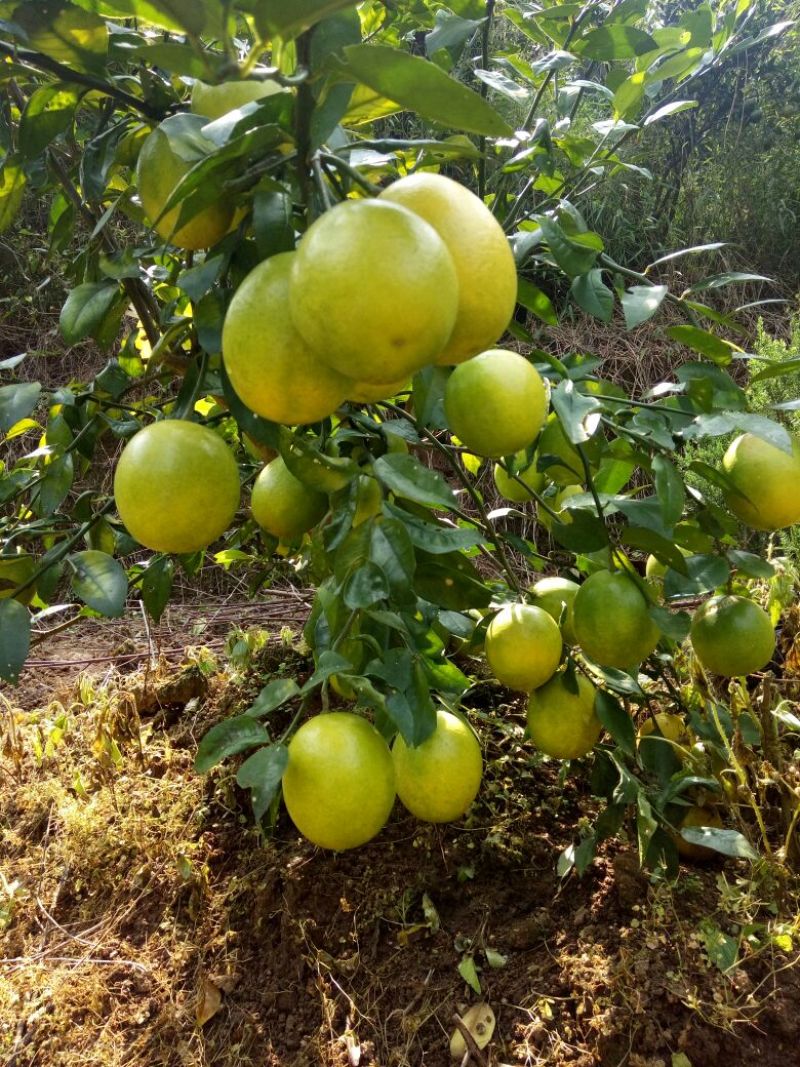 香水柠檬树苗30~50cm