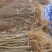 桃树2cm以下0.5~1米基地直供