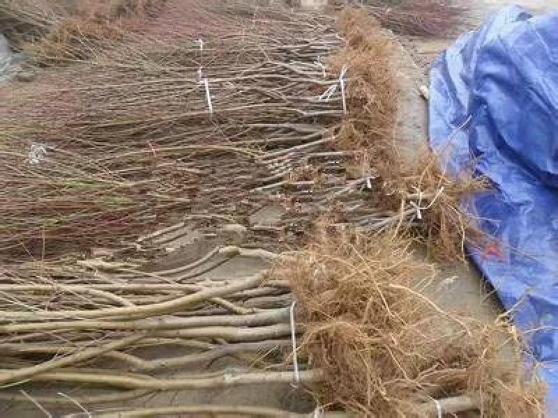 桃树2cm以下0.5~1米基地直供