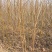 桃树2cm以下0.5~1米基地直供