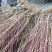 桃树2cm以下0.5~1米基地直供