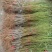 桃树2cm以下0.5~1米基地直供