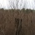 黄栌8~10cm3~3.5m