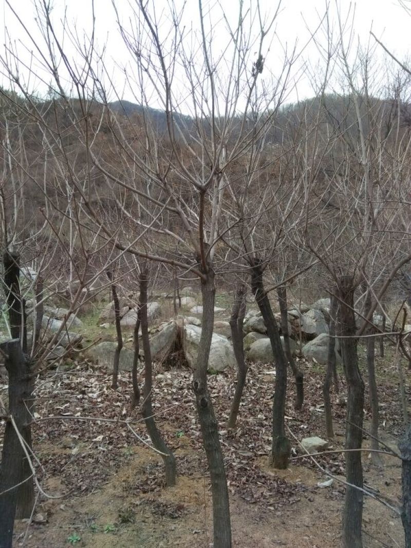 黄栌8~10cm3~3.5m