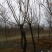 黄栌8~10cm3~3.5m