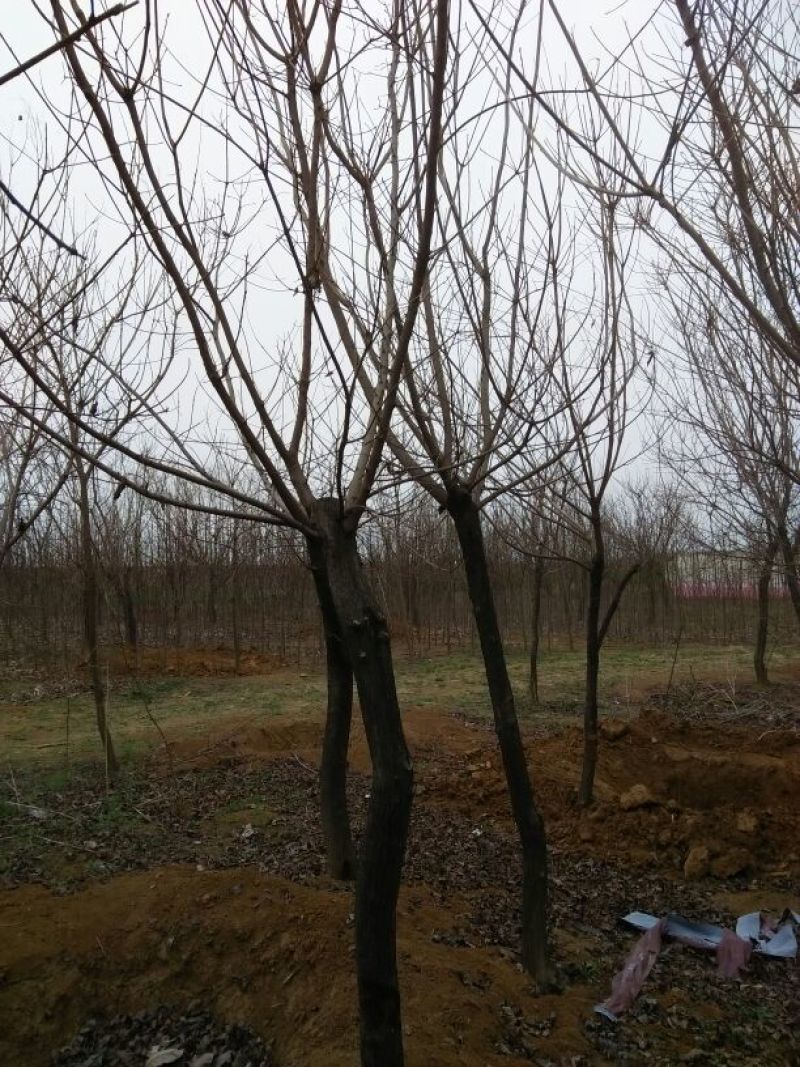 黄栌8~10cm3~3.5m
