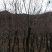 黄栌8~10cm3~3.5m